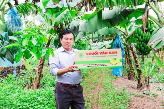 Cấp, quản lý mã số vùng trồng để phát triển nông nghiệp bền vững và đẩy mạnh xuất khẩu