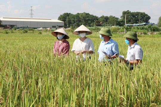 Phát triển chuỗi nông sản xuất khẩu: "Chìa khóa" nâng giá trị sản phẩm