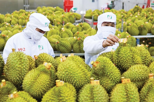 Khắc phục sụt giảm xuất khẩu rau quả: Yếu tố sống còn là chất lượng