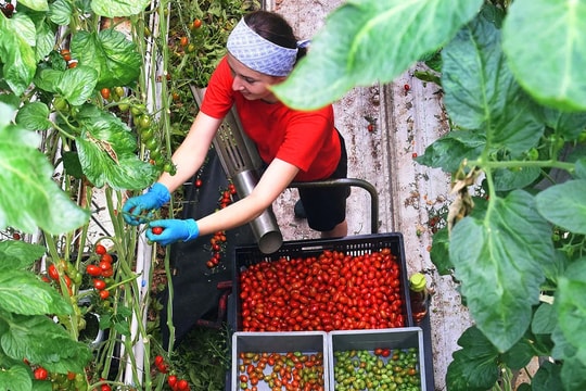 Italia sẽ cấp thêm gần nửa triệu thị thực lao động cho người ngoài EU