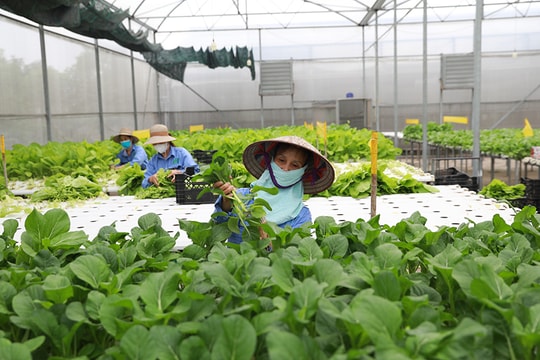 Hà Nội: Quy hoạch vùng gắn với nông nghiệp xanh