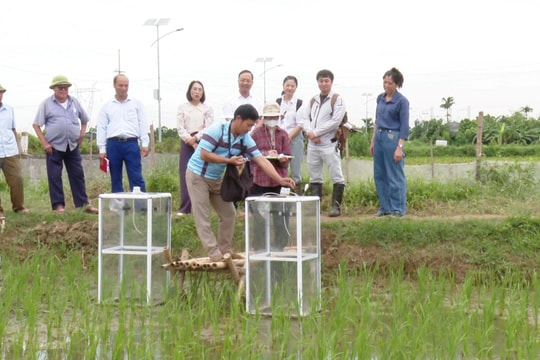 Ứng Hòa thí điểm mô hình trồng lúa giảm phát thải khí nhà kính
