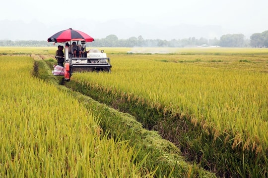 Sản xuất nông nghiệp tiếp tục là “trụ đỡ”, bảo đảm an ninh lương thực quốc gia