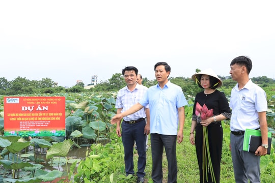 Hà Nội nâng tầm giá trị cây sen