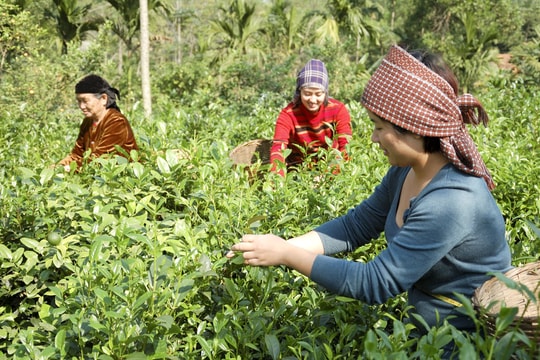 Hà Nội: Tuyên truyền tạo sự đồng thuận về cuộc tổng điều tra nông thôn, nông nghiệp