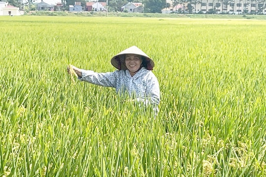 Nâng cao giá trị từ cây lúa: Đưa các giống mới, chất lượng cao vào sản xuất
