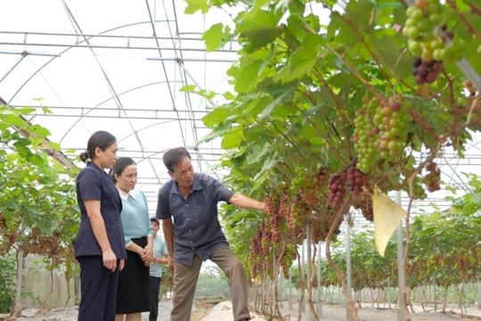 Kinh tế tuần hoàn - hướng đi tất yếu của nông nghiệp bền vững