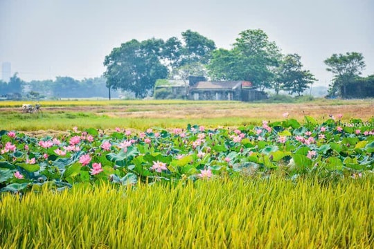 Hương sắc tháng Bảy