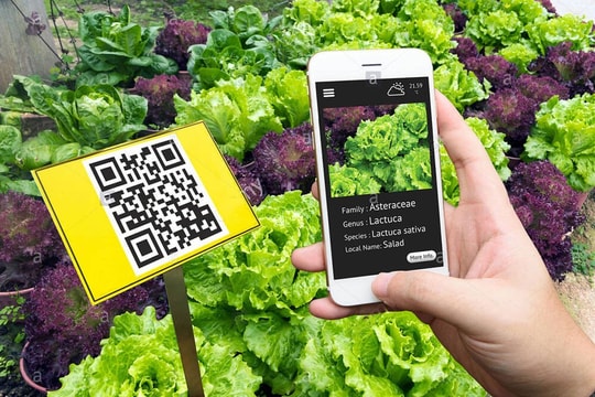 Mã QR truy xuất nguồn gốc: Hàng rào bảo vệ người tiêu dùng