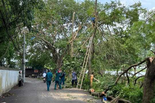 Xã Thanh Trì huy động lực lượng khắc phục hậu quả mưa dông