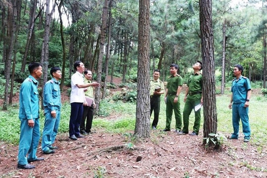 Lặng thầm giữ rừng giữa lòng Thủ đô