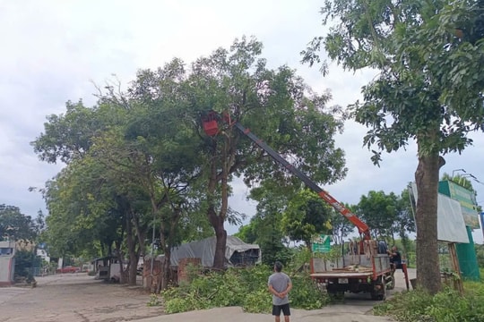 Phường Tùng Thiện: Cắt tỉa cây xanh, sẵn sàng ứng phó cơn bão số 3