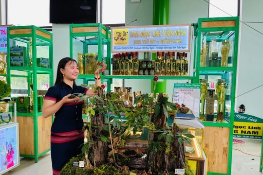 Đà Nẵng tổ chức Lễ hội sâm Ngọc Linh lần thứ VII