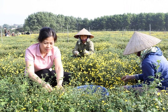 Xây dựng các mô hình nông nghiệp: Cần gắn sản xuất với tiêu thụ
