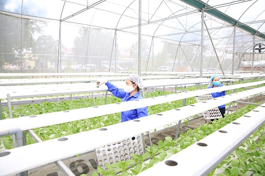 Ngành Nông nghiệp Hà Nội: Vượt qua vòng xoáy đô thị hóa, biến đổi khí hậu