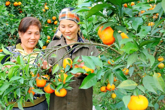 Hà Nội: Chương trình khuyến nông sẽ ưu tiên vùng sản xuất nông nghiệp tập trung