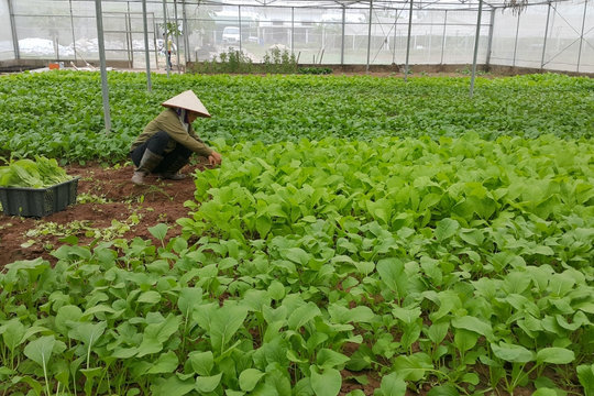 Hà Nội đẩy mạnh triển khai thực hiện chương trình khuyến nông
