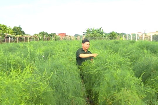 Người cựu chiến binh và con đường “kết duyên” với nông nghiệp
