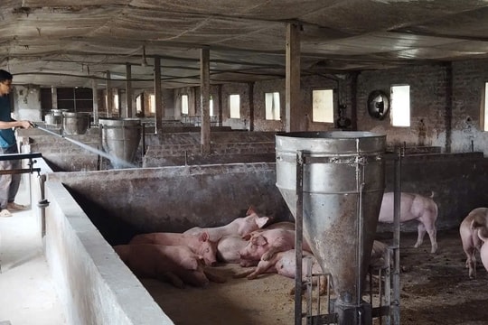 Hà Nội tăng cường giám sát, xử lý kịp thời ổ dịch tả lợn châu Phi