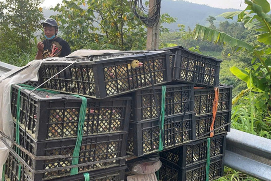 Quảng Ninh Bắt giữ vụ vận chuyển 1.200 con vịt giống không nguồn gốc