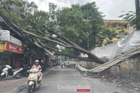 Bảo vệ "lá phổi xanh": Đừng để bóng mát trở thành mối lo