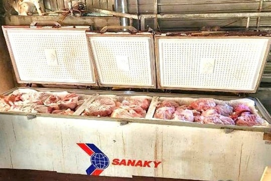 Nghệ An phát hiện 1 tấn thịt lợn nhiễm dịch tả được cấp đông tại nhà