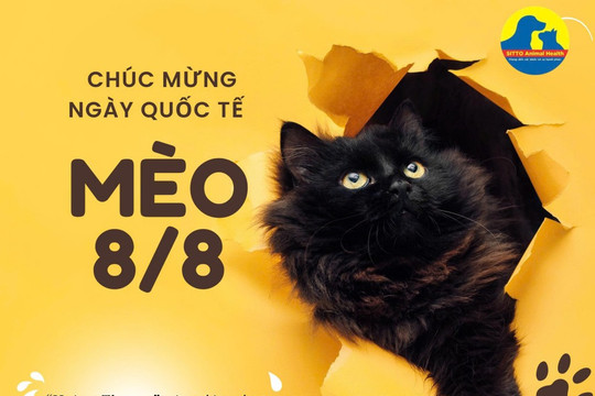 Ngày Quốc tế mèo: "Hoàng thượng" luôn xứng đáng với điều tốt đẹp nhất