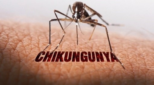 Singapore: Cảnh báo nguy cơ lây truyền virus chikungunya