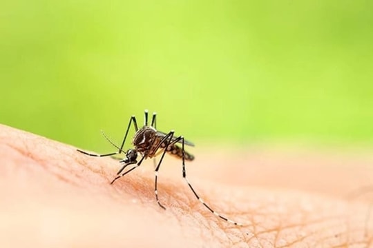 [Podcast] Cảnh báo nguy cơ bùng phát dịch Chikungunya tại Việt Nam
