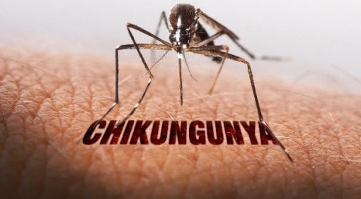 TP Hồ Chí Minh chưa ghi nhận bệnh Chikungunya, phòng nguy cơ tái phát