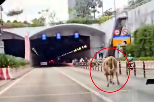 TP Hồ Chí Minh: Xử phạt chủ nuôi để bò đi vào hầm sông Sài Gòn