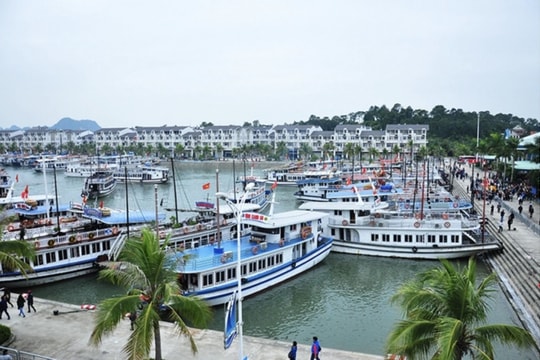 Quảng Ninh cấm các phương tiện ra khơi đề phòng áp thấp nhiệt đới