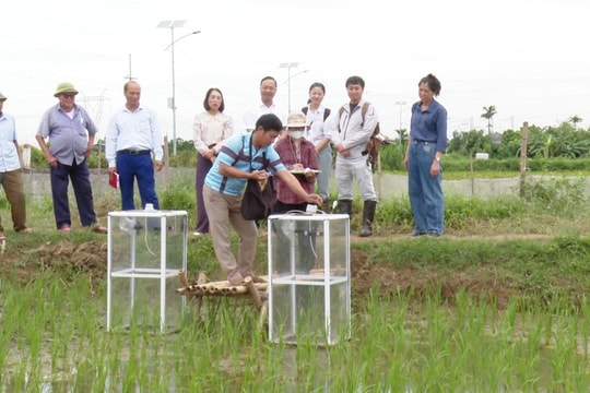 Xã Ứng Hòa (Hà Nội) Đưa vào thí điểm mô hình trồng lúa giảm phát thải khí mê-tan