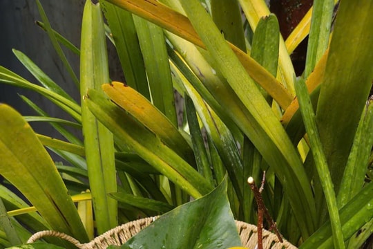 Mùa thị