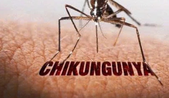 Bộ Y tế bác tin Việt Nam có ca mắc bệnh Chikungunya