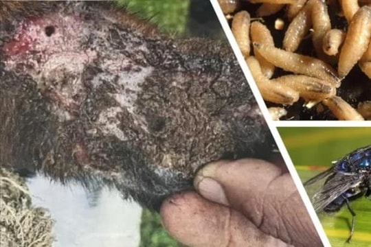 Mỹ phát hiện trường hợp đầu tiên nhiễm giun ăn thịt người