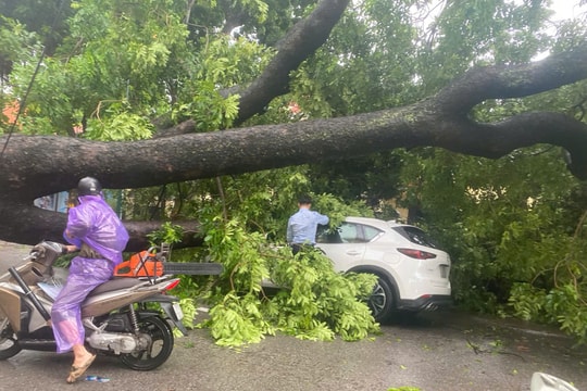 Hà Nội: Cây xanh lớn bật gốc, đè trúng 2 ô tô trên đường Trần Phú
