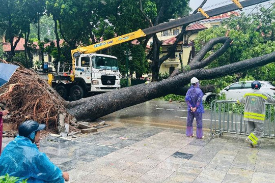 Hà Nội: Cây cổ thụ bật gốc, đè trúng hai ô tô tại ngã tư Trần Phú - Chu Văn An
