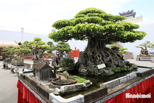 Ngắm cây cảnh nghệ thuật trong không gian đậm chất làng quê
