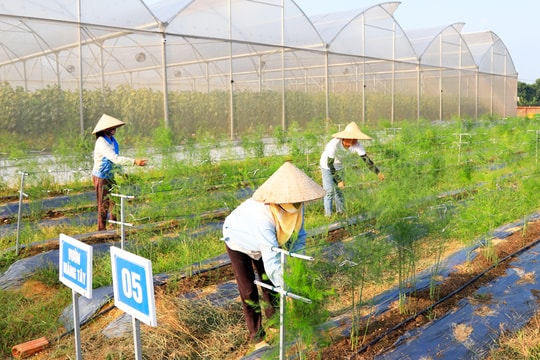 Xây dựng vùng nguyên liệu: Nền tảng cho công nghiệp chế biến và xuất khẩu