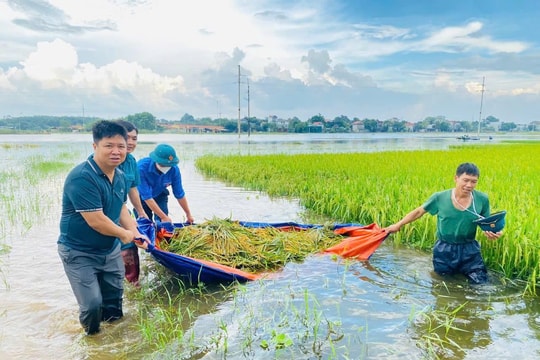 Phường Tùng Thiện giúp dân gặt lúa chạy ngập úng