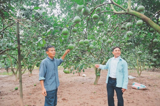 Nông nghiệp Hà Nội - 80 năm vươn mình mạnh mẽ