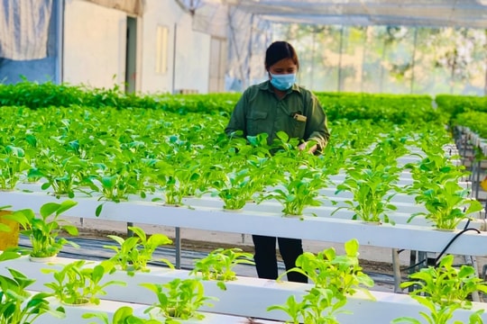 Kiểm soát chất lượng nông sản từ vùng sản xuất an toàn