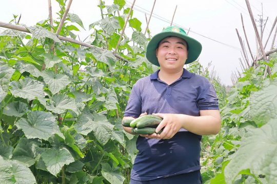 Hà Nội thúc đẩy nông nghiệp đa giá trị, hướng tới phát triển bền vững
