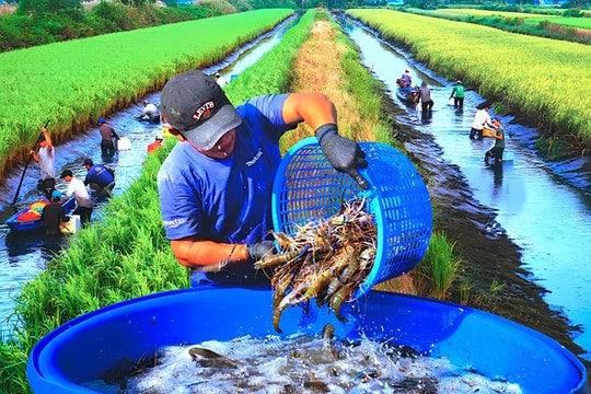 Đồng bộ giải pháp nuôi trồng thủy sản, thúc đẩy kinh tế Cà Mau