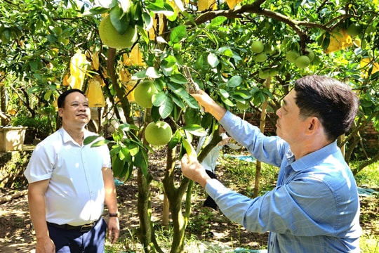 Nhiều mô hình sản xuất nông nghiệp hiệu quả tại Dương Hòa