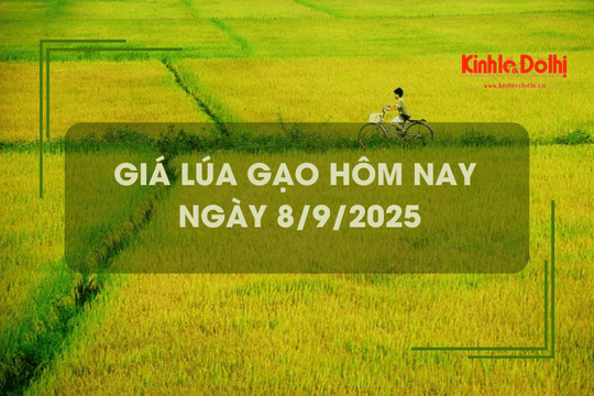 Giá lúa gạo hôm nay 8/9: giao dịch mua bán vắng, giá ít biến động