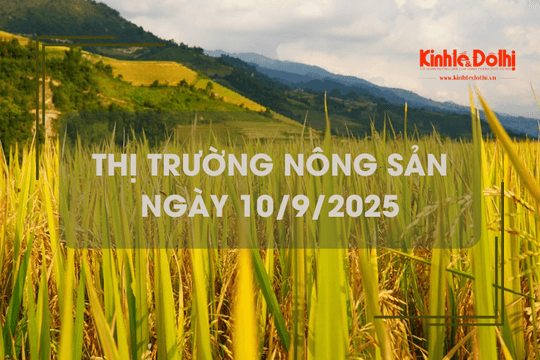 Thị trường nông sản ngày 10/9: giá gạo xuất khẩu giảm mạnh