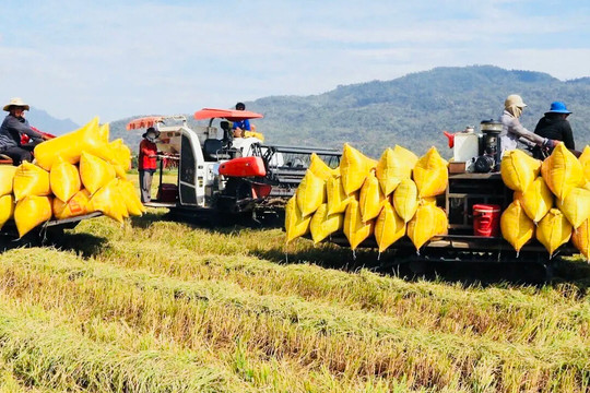 Đa dạng thị trường xuất khẩu gạo để giảm thiểu rủi ro