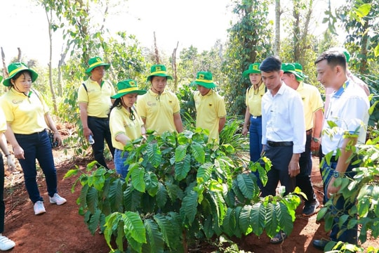Phân bón Bình Điền hành trình mới cùng "Canh tác cà phê thông minh"